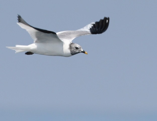 Sabine's Gull